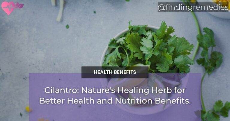 Cilantro: Nature's Healing Herb for Better Health and Nutrition Benefits.