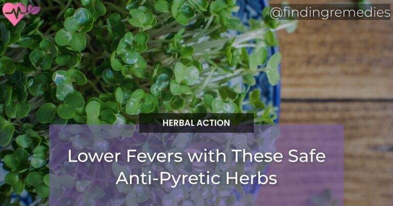 Lower Fevers with These Safe Anti-Pyretic Herbs