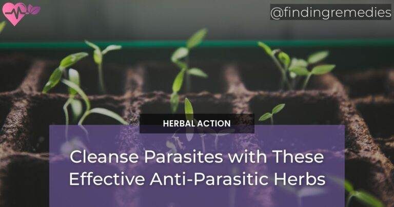 Cleanse Parasites with These Effective Anti-Parasitic Herbs