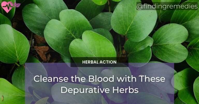 Cleanse the Blood with These Depurative Herbs
