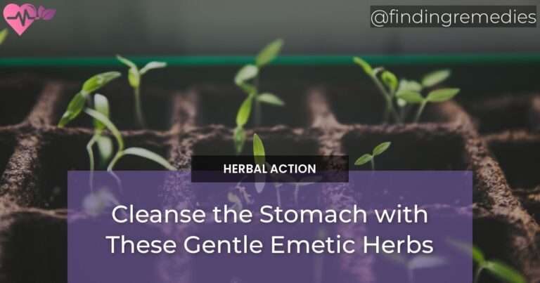 Cleanse the Stomach with These Gentle Emetic Herbs