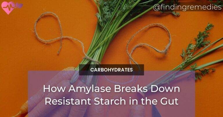 How Amylase Breaks Down Resistant Starch in the Gut