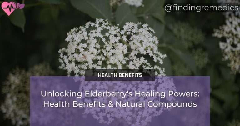 Unlocking Elderberry's Healing Powers: Health Benefits & Natural Compounds