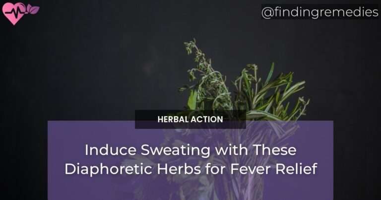 Induce Sweating with These Diaphoretic Herbs for Fever Relief