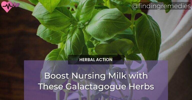 Boost Nursing Milk with These Galactagogue Herbs