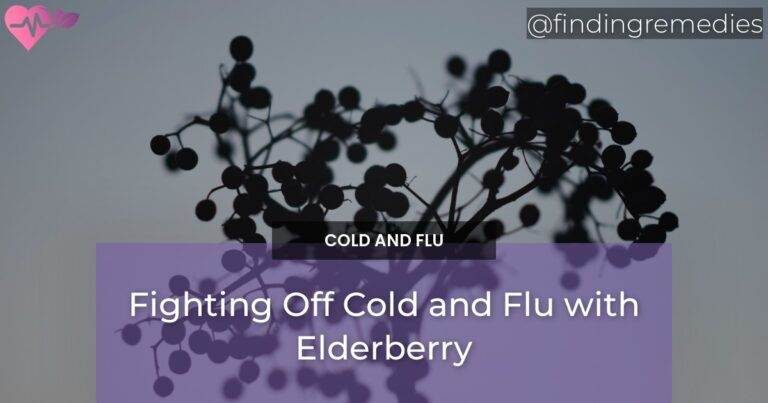 Fighting Off Cold and Flu with Elderberry