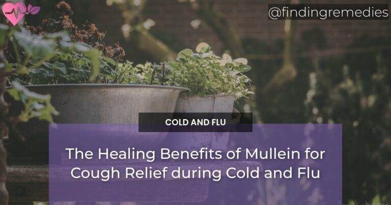 The Healing Benefits of Mullein for Cough Relief during Cold and Flu