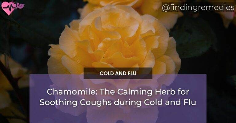 Chamomile: The Calming Herb for Soothing Coughs during Cold and Flu