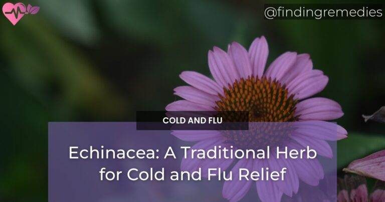 Echinacea: A Traditional Herb for Cold and Flu Relief