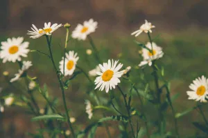 chamomile benefits