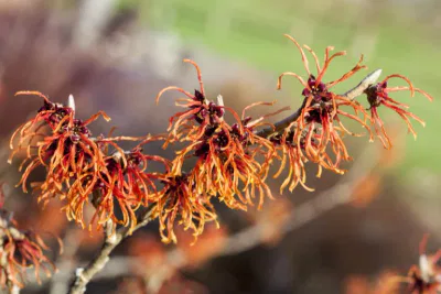 astringent herbs