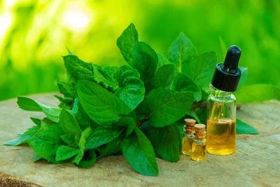 carminative herbs