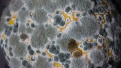 mold allergy myths
