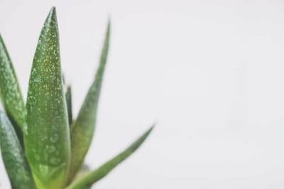 Health Benefits of Aloe Vera