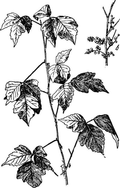 Poison Ivy