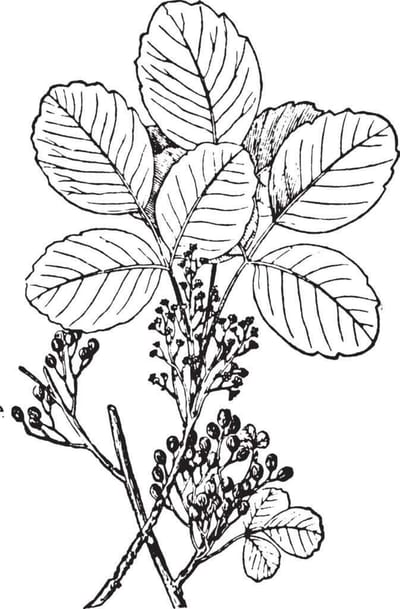 Poison Oak