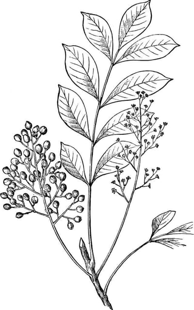 Poison-Sumac
