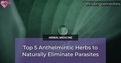 Top 5 Anthelmintic Herbs to Naturally Eliminate Parasites