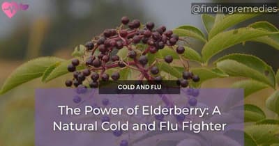 The Power of Elderberry: A Natural Cold and Flu Fighter