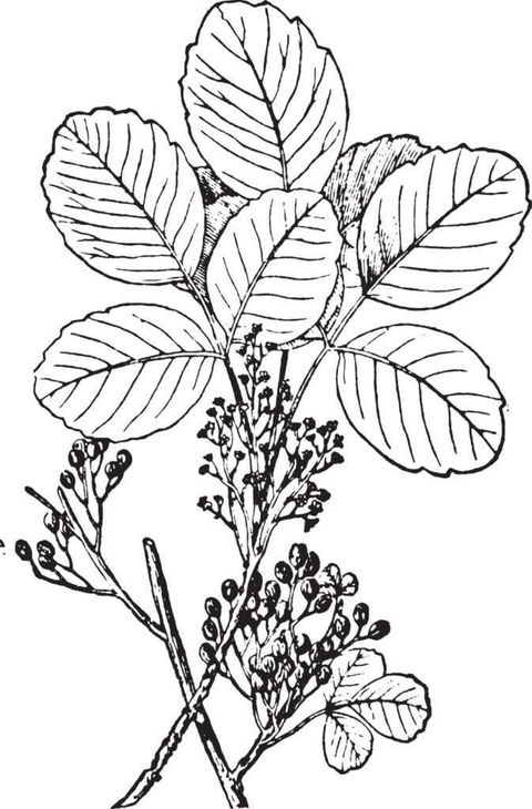 Poison Oak
