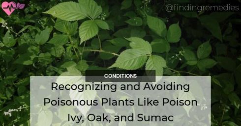 Recognizing and Avoiding Poisonous Plants Like Poison Ivy Oak and Sumac