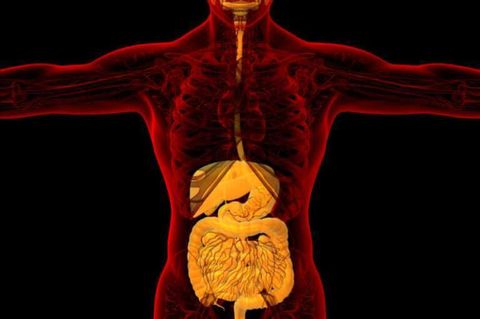 Restore Gut Microbiome