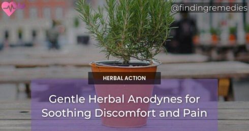 Gentle Herbal Anodynes for Soothing Discomfort and Pain