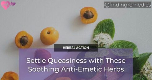 Settle Queasiness with These Soothing Anti-Emetic Herbs