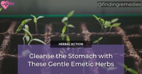 Cleanse the Stomach with These Gentle Emetic Herbs