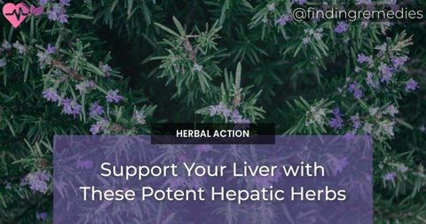 Support Your Liver with These Potent Hepatic Herbs