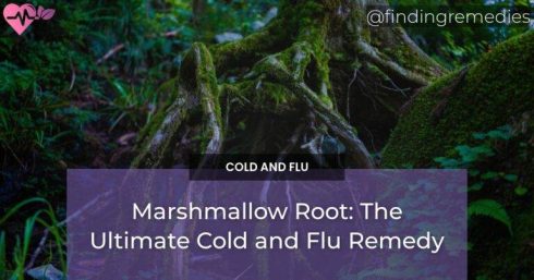 Marshmallow Root: The Ultimate Cold and Flu Remedy