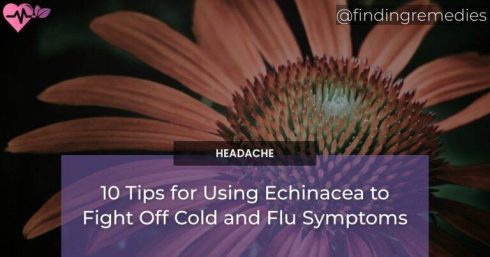 10 Tips for Using Echinacea to Fight Off Cold and Flu Symptoms