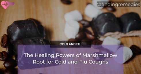 The Healing Powers of Marshmallow Root for Cold and Flu Coughs