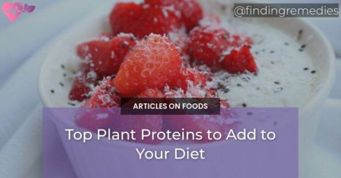 Top Plant Proteins to Add to Your Diet