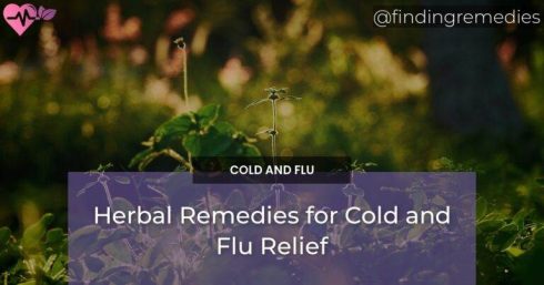 Herbal Remedies for Cold and Flu Relief